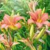 Hemerocallis 'Apricot Beauty'