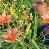 Hemerocallis 'Apricot Beauty'