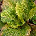 Bergenia cordifolia'Tubby Andrews'