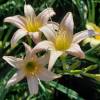 Hemerocallis 'String Bikini'