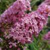 Buddleja 'Butterfly Candy Little Pink'