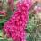 Buddleja 'Butterfly Candy Little Ruby'