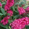 Buddleja 'Butterfly Candy Little Ruby'