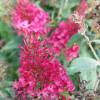 Buddleja 'Butterfly Candy Little Ruby'