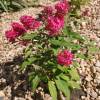 Buddleja 'Butterfly Candy Little Ruby'