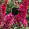 Buddleja 'Butterfly Candy Little Ruby'