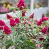 Buddleja 'Butterfly Candy Little Ruby'