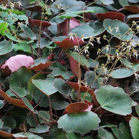 Saxifraga veitchiana