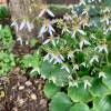 Saxifraga veitchiana