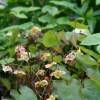 Epimedium pinnatum ssp. colchicum 'Black Sea'