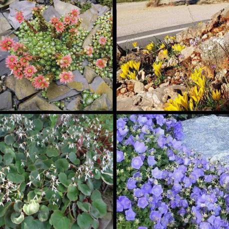 Fiori tra le pietre - piante tappezzanti sempreverdi calpestabili