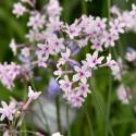 Tulbaghia violacea 'Purple Eye'
