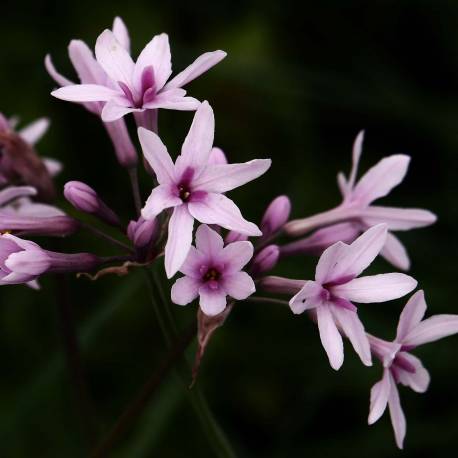 Tulbaghia violacea 'Purple Eye'