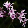 Tulbaghia violacea 'Purple Eye'