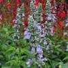 Salvia longispicata x farinacea 'Blue Chill'
