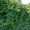 Parthenocissus quinquefolia