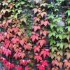 Parthenocissus quinquefolia