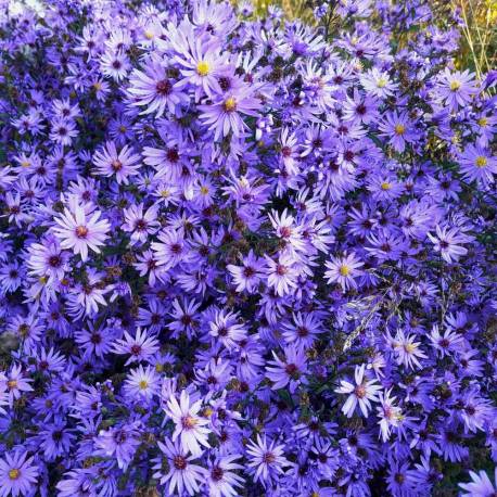Aster ‘Treffpunkt’