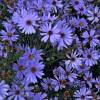 Aster ‘Treffpunkt’
