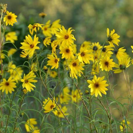 Helianthus salicifolius