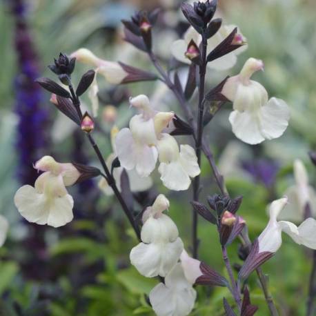 Salvia microphylla x 'Heatwaveì Glimmer'