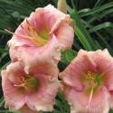 Hemerocallis ‘Janice Brown’