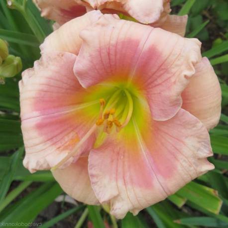 Hemerocallis ‘Janice Brown’
