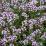 Thymus vulgaris 'German Winter'