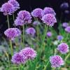 Allium schoenoprasum 'Viola Regale'