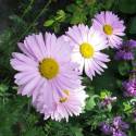 Chrysanthemum coccineum 'Robinson’s Pink' (sin. Tanacetum coccineum)