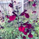 Salvia greggii  'Dark Red Dream'
