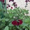 Salvia greggii  'Dark Red Dream'