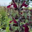 Salvia greggii  'Dark Red Dream'