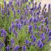 Hyssopus officinalis 'Caeruleus'