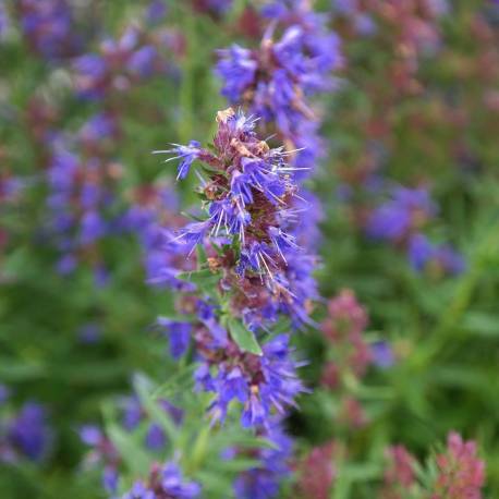 Hyssopus officinalis 'Caeruleus'