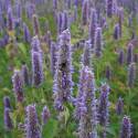 Agastache foeniculum