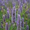 Agastache foeniculum