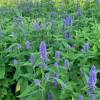 Agastache foeniculum