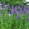 Agastache foeniculum