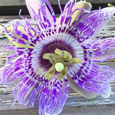 Passiflora "Fata Confetto"