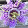 Passiflora "Fata Confetto"