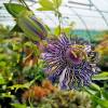 Passiflora "Fata Confetto"