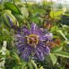 Passiflora "Fata Confetto"