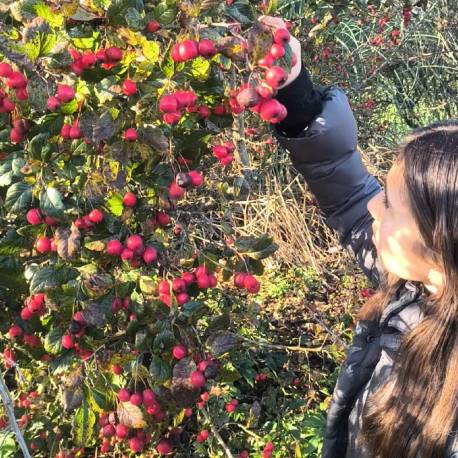 Crataegus x grignonensis