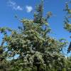 Crataegus x grignonensis