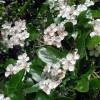 Crataegus x grignonensis