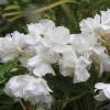 Nerium oleander 'Madonna-grandiflora'