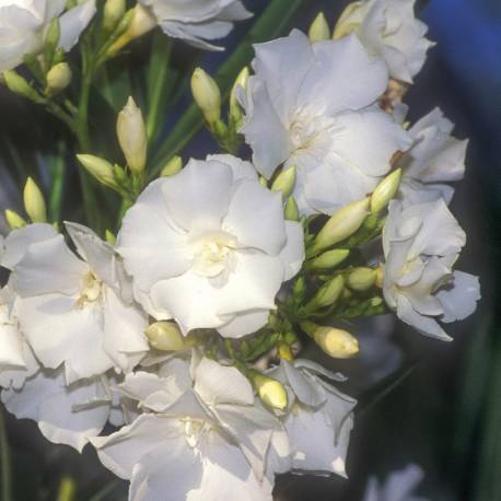 Nerium oleander 'Madonna-grandiflora'