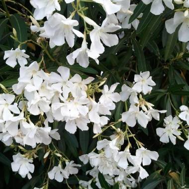 Nerium oleander 'Snow Blossom'