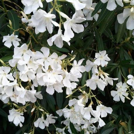 Nerium oleander 'Snow Blossom'